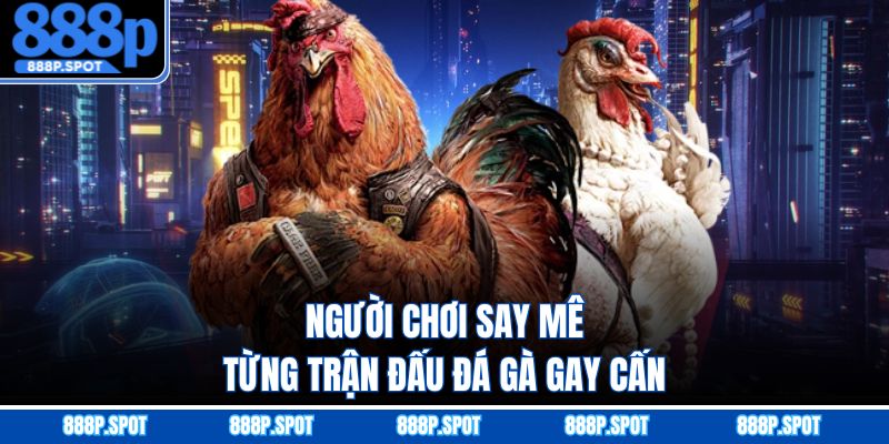 Người chơi say mê từng trận đấu đá gà gay cấn
